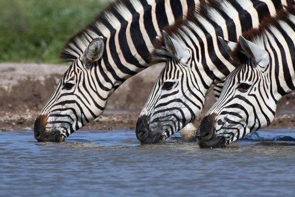 Okavango, foto Tomáš Grim