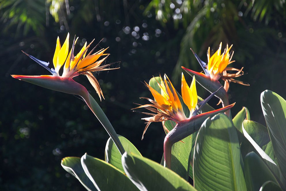 Madeira, foto Barbora Čepelová