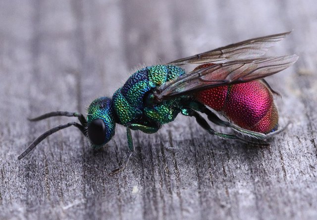 Vycházka s entomologem, zlatěnka